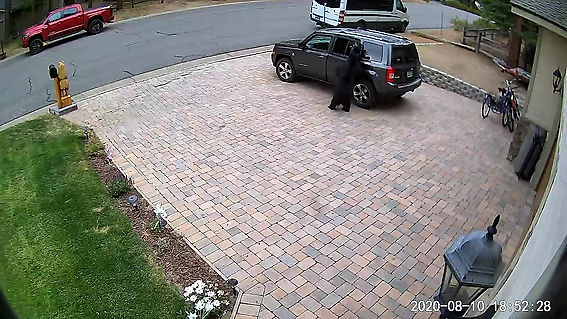 Bear opens car door